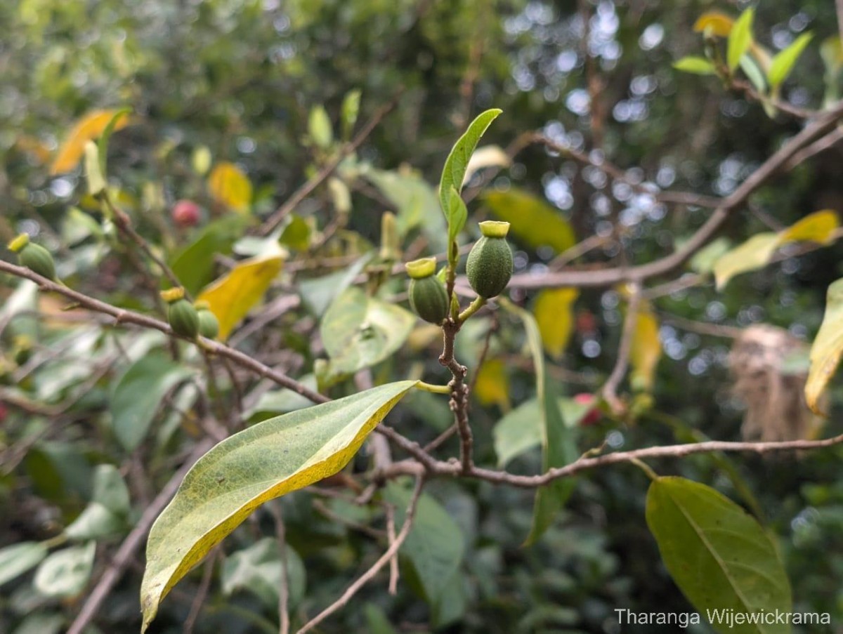 Alangium hexapetalum Lam.